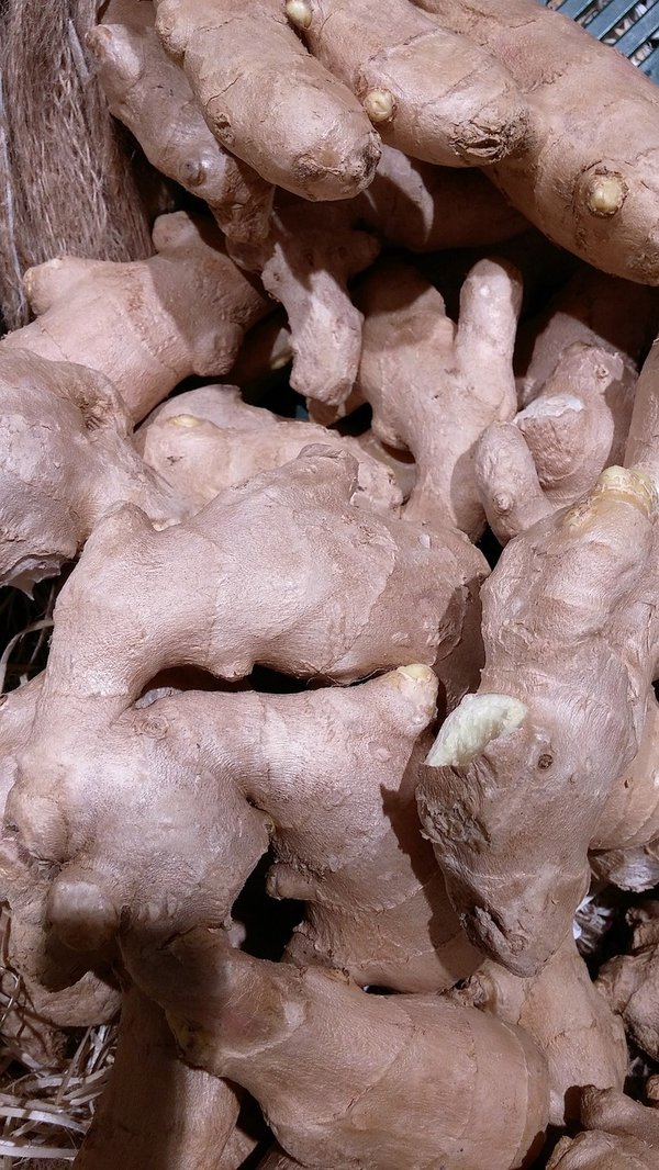 Les aphrodisiaques naturels : les éléments incontournables pour booster votre libido