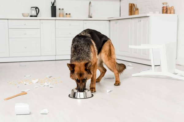 Importance de donner un complément alimentaire pour chien