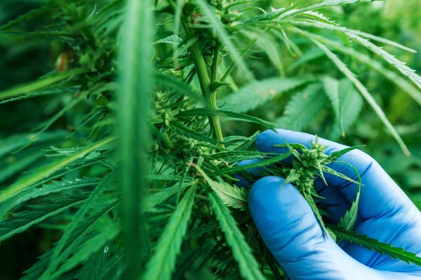 Les découvertes surprenantes de la recherche médicale autour du cannabis