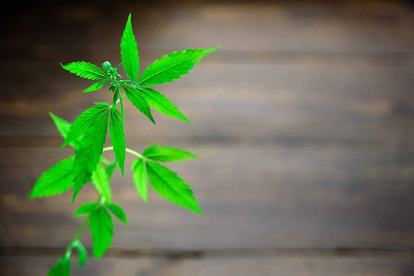 La consommation de plantes de chanvre : Une perspective holistique