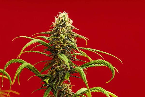 Tout savoir sur le cannabinol