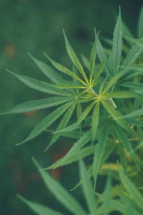 Les bienfaits du cannabis légal sur l'organisme