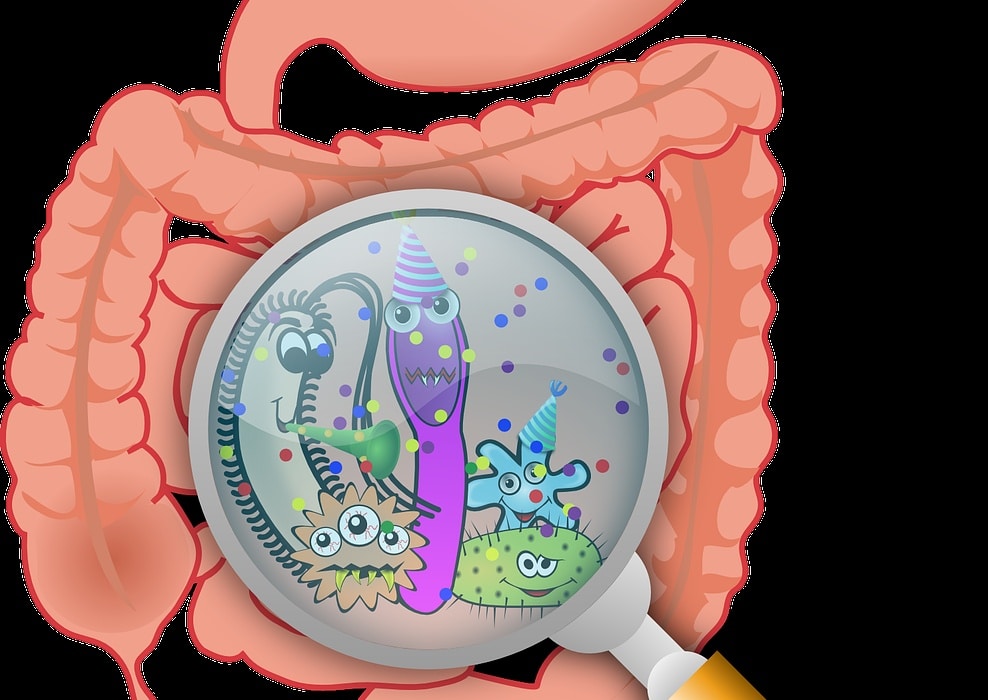 anatomy, bacteria, bacterium