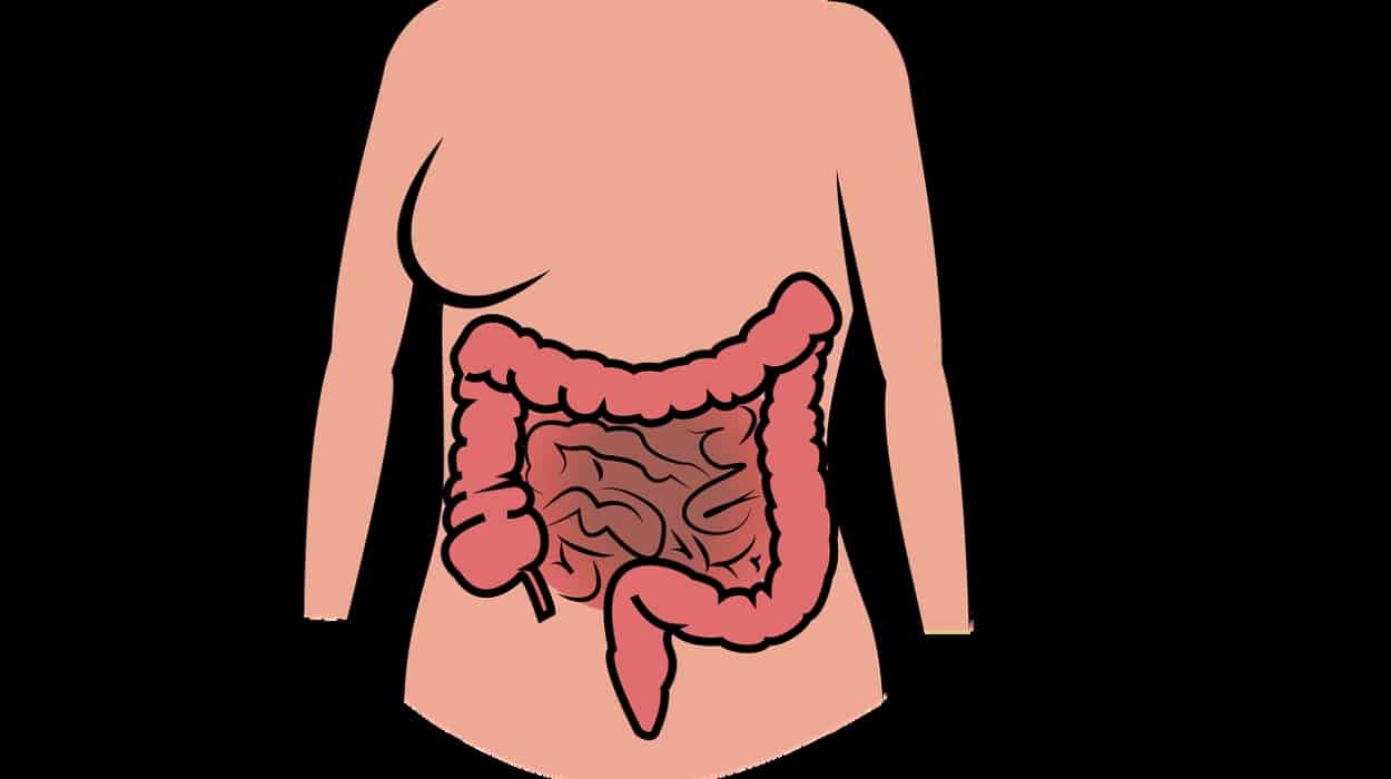 intestine, human body, the digestive system