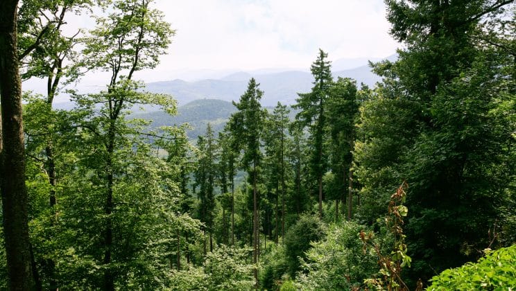 Les activités ludiques et sportives à ne pas manquer pendant une semaine dans les Vosges