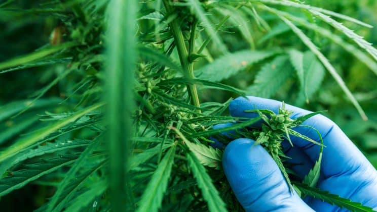 Les découvertes surprenantes de la recherche médicale autour du cannabis