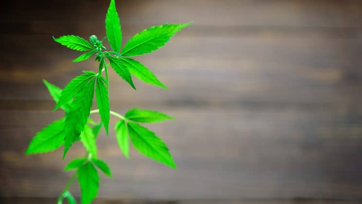 La consommation de plantes de chanvre : Une perspective holistique